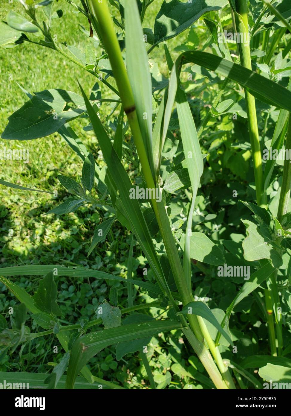 barnyardgrass (Echinochloa crus-galli) Plantae Stock Photo - Alamy