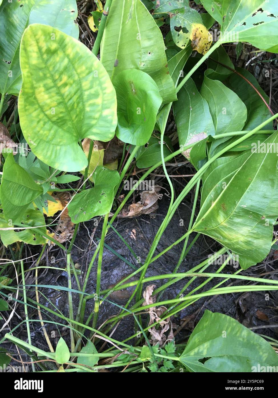 Creeping burhead (Echinodorus cordifolius) Plantae Stock Photo - Alamy