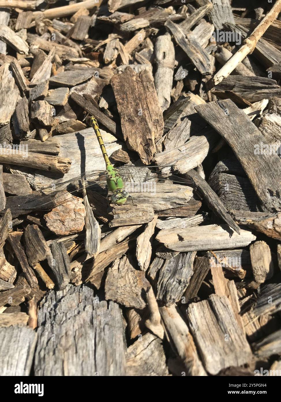 Pale Insect Pale Snaketail (Ophiogomphus severus) Insecta Stock Photo - Alamy