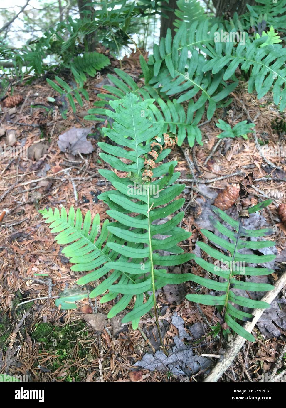 polypody ferns (Polypodium) Plantae Stock Photo - Alamy