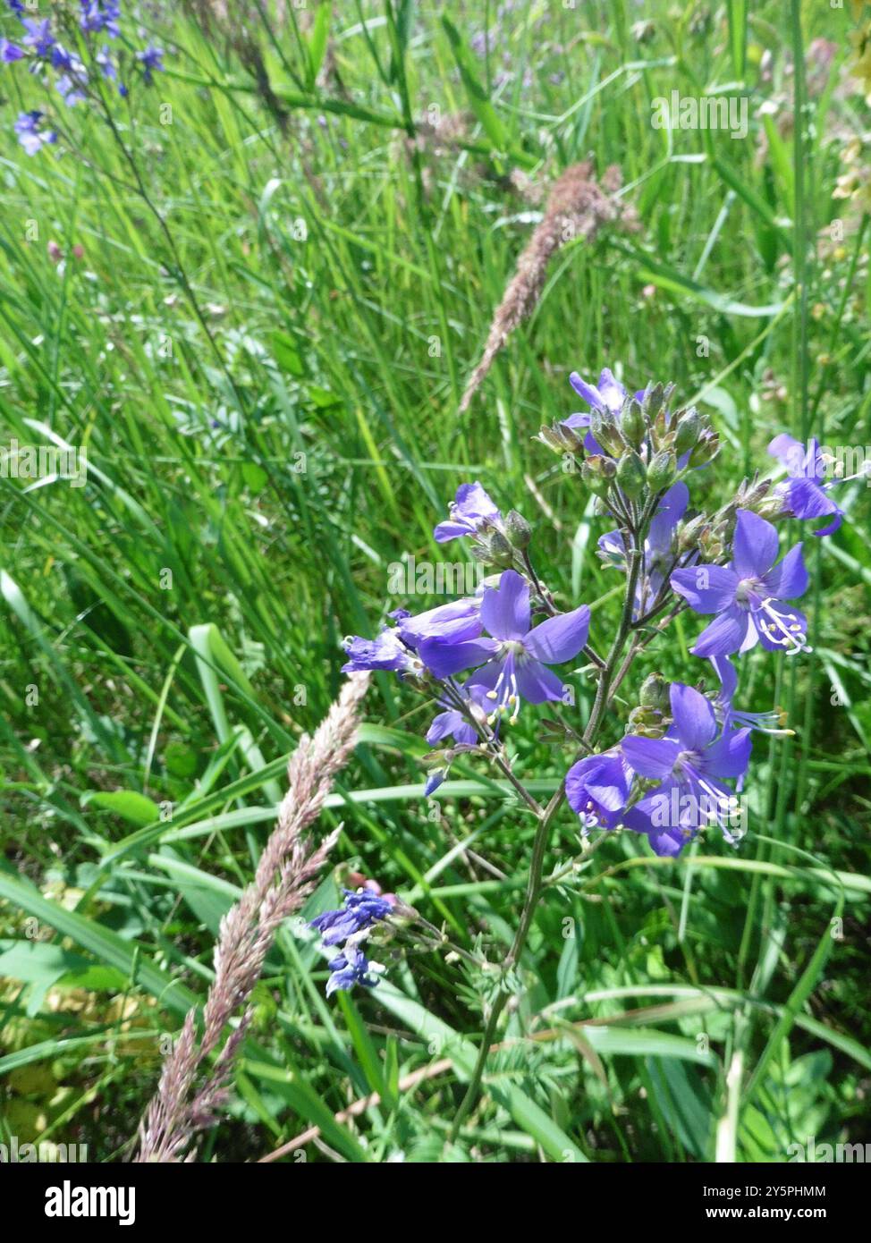 Blue Jacob's Ladder (Polemonium caeruleum) Plantae Stock Photo - Alamy