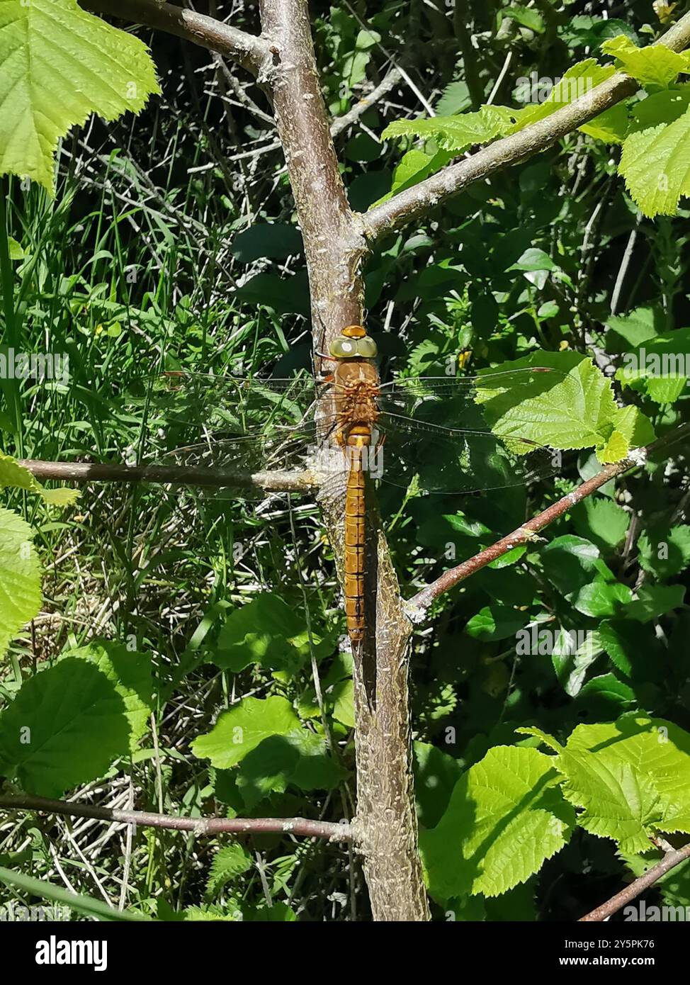 Norfolk Insects Norfolk Hawker (Isoaeschna isoceles) Insecta Stock Photo - Alamy