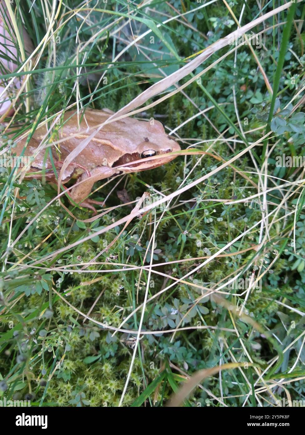 European Common Frog (Rana temporaria) Amphibia Stock Photo - Alamy