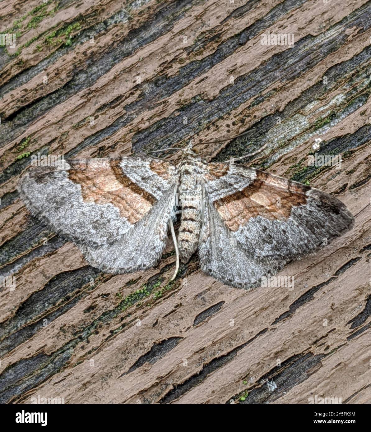Labrador Native Insects Labradorensis hi-res stock photography and images - Alamy