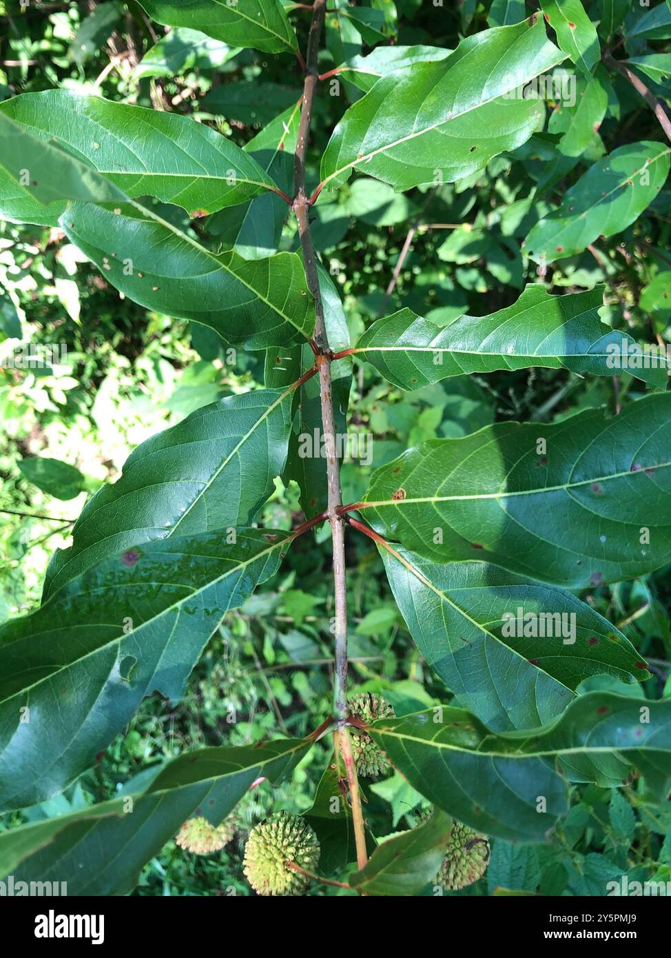 buttonbush (Cephalanthus occidentalis) Plantae Stock Photo - Alamy
