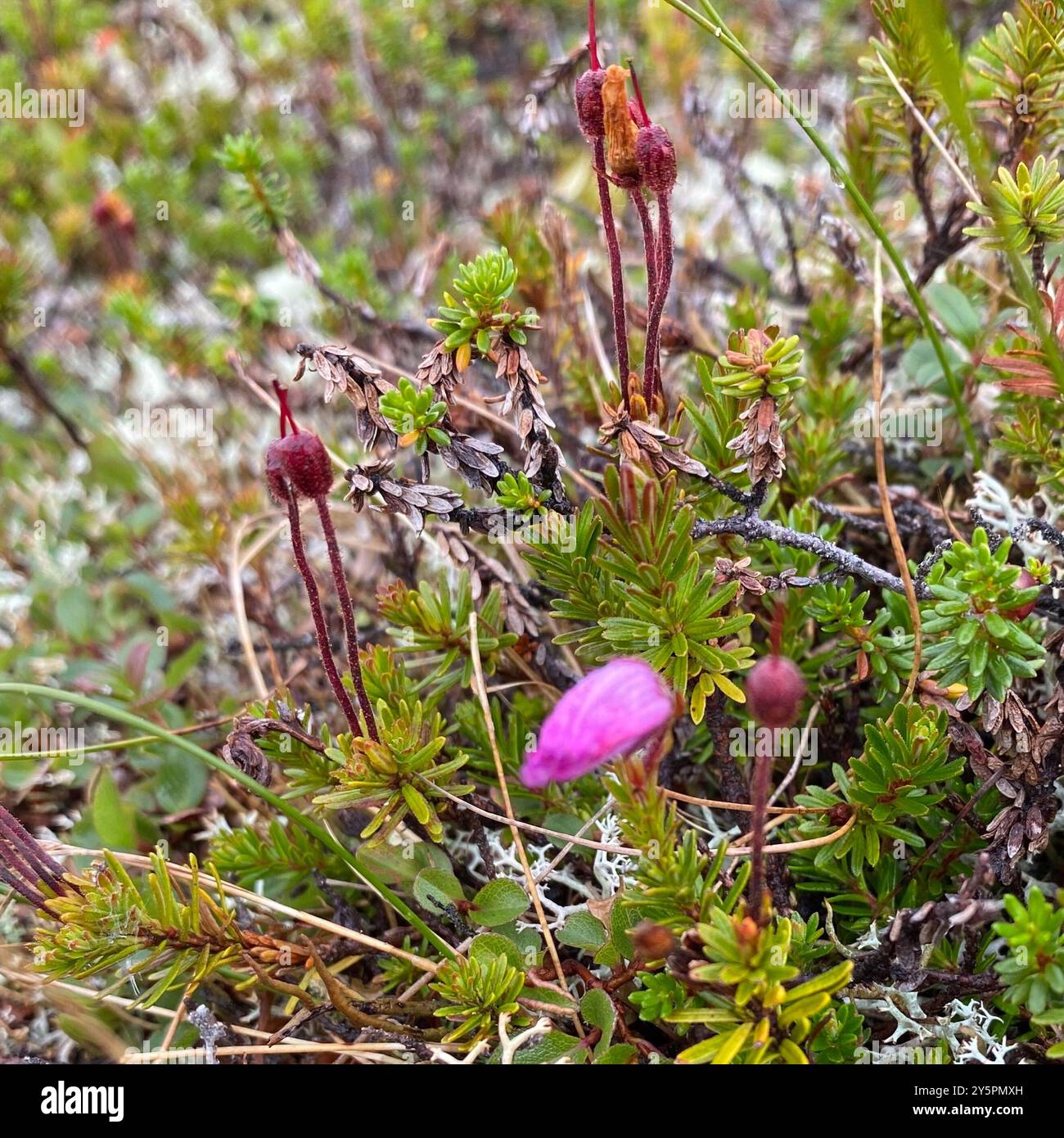 Blue Mountain-heath (Phyllodoce caerulea) Plantae Stock Photo - Alamy