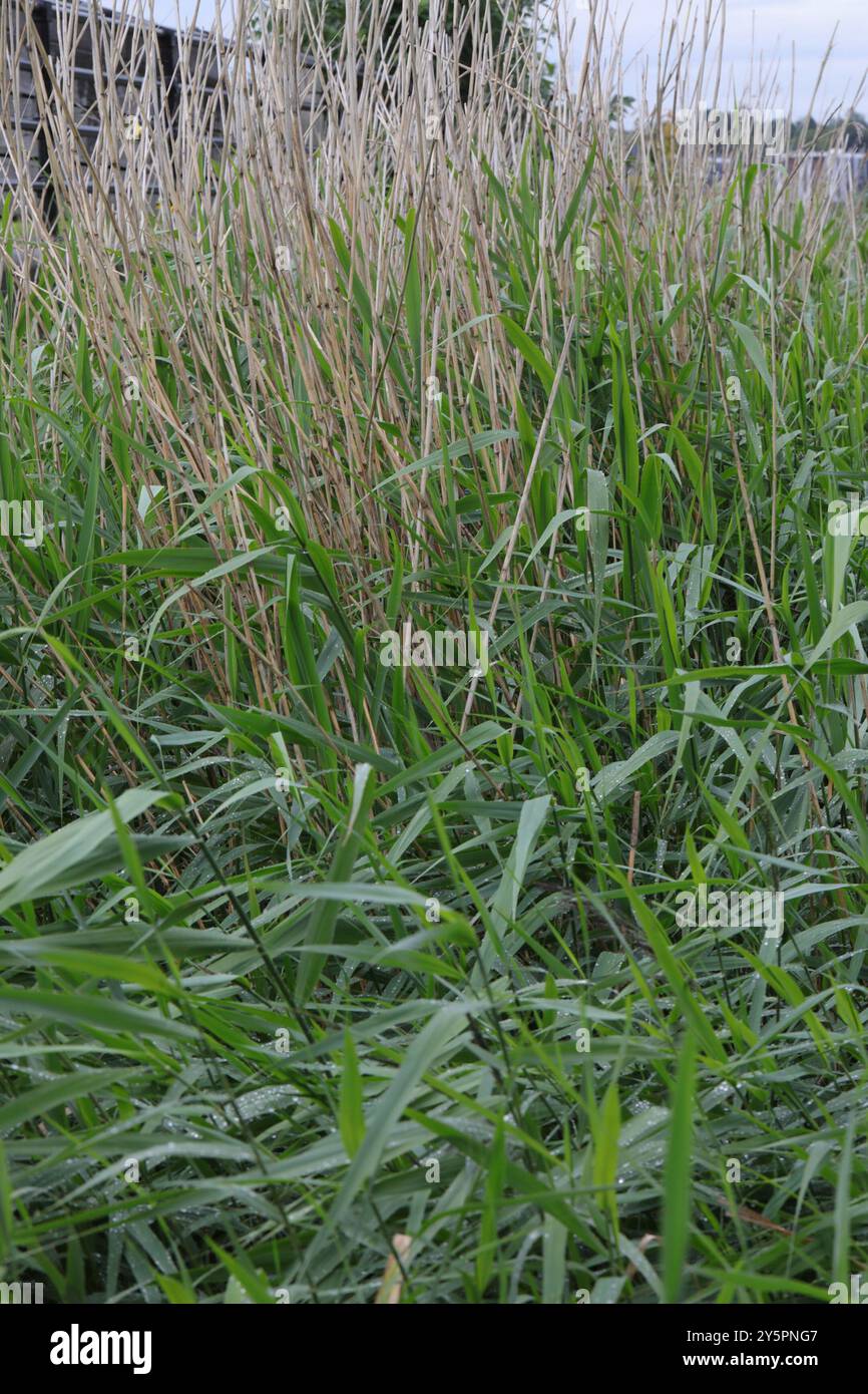 European reed (Phragmites australis australis) Plantae Stock Photo - Alamy