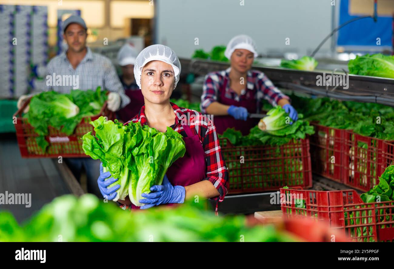 Hispanic woman arranging lettuce in boxes on sorting line in vegetable ...