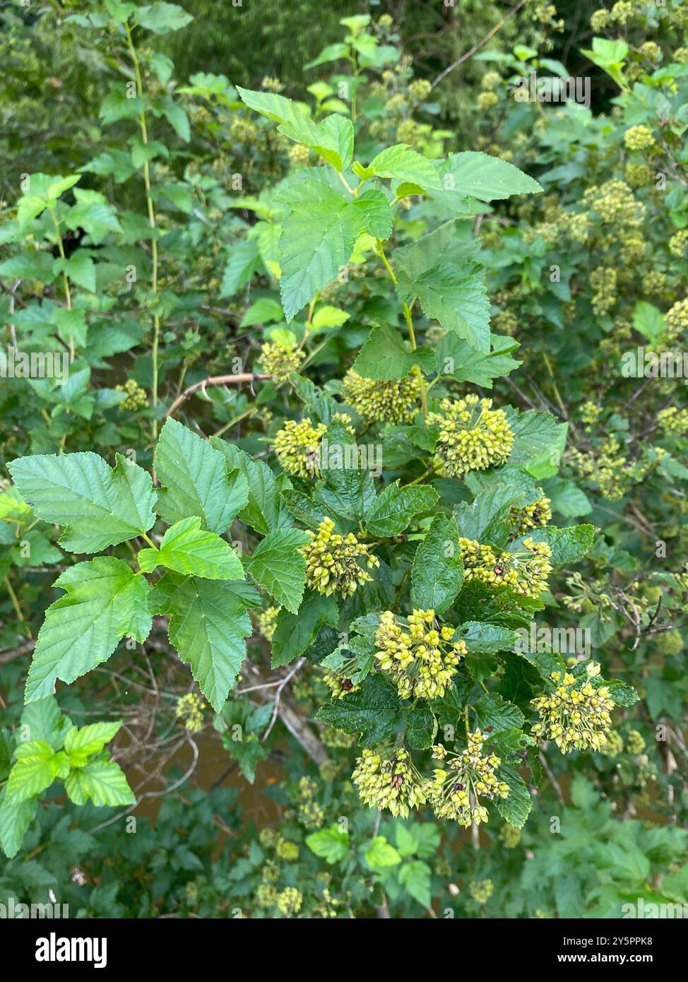 common ninebark (Physocarpus opulifolius) Plantae Stock Photo - Alamy