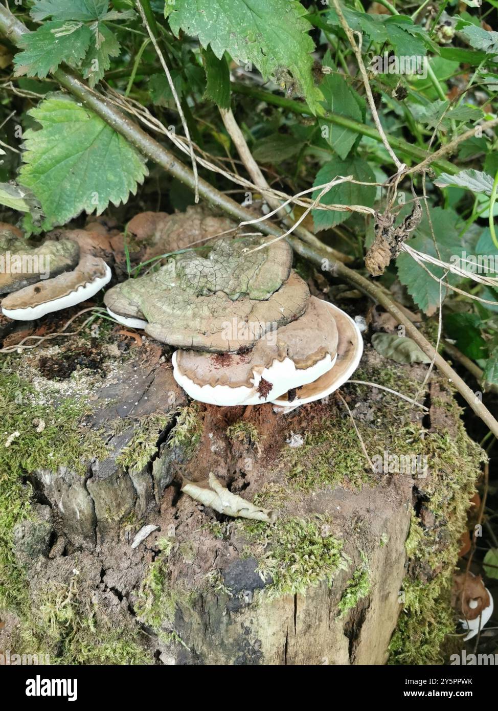 artist's bracket (Ganoderma applanatum) Fungi Stock Photo - Alamy