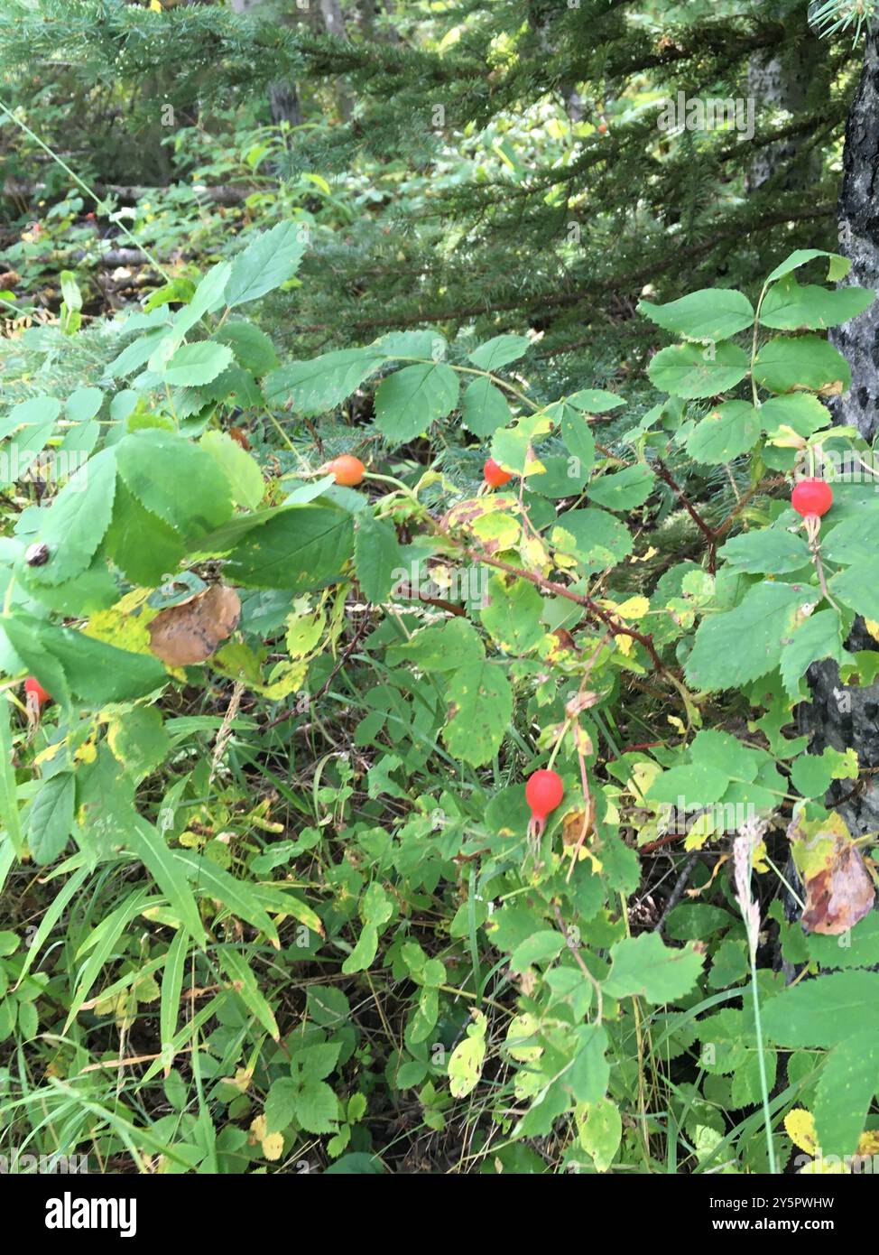 Prickly Wild Rose (Rosa acicularis) Plantae Stock Photo - Alamy