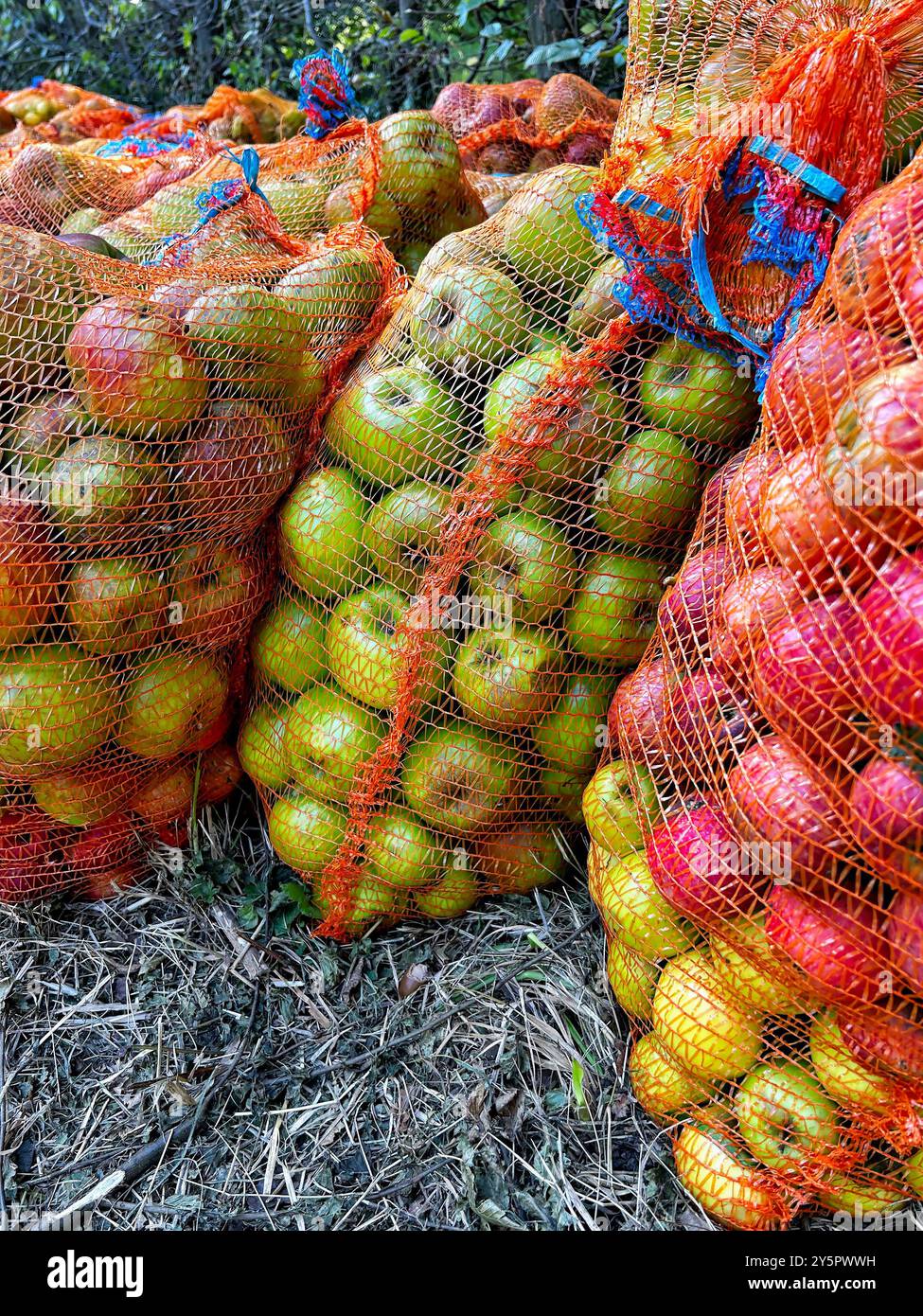 In autumn, the orchard offers sacks full of fresh, healthy apples – a gift from nature. Version 2 Stock Photo