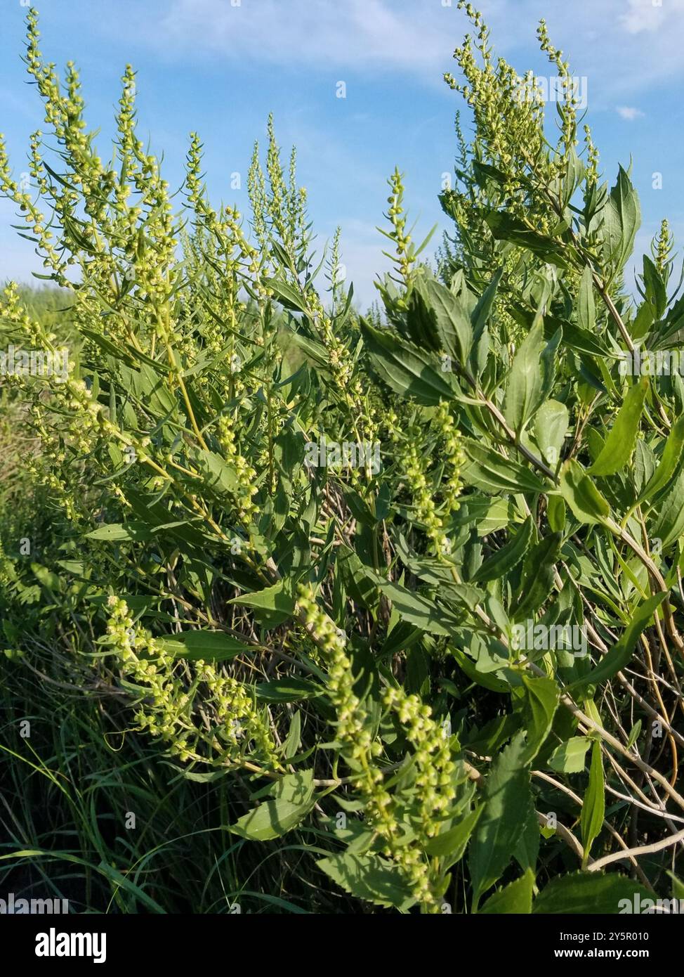 groundsel tree (Baccharis halimifolia) Plantae Stock Photo - Alamy