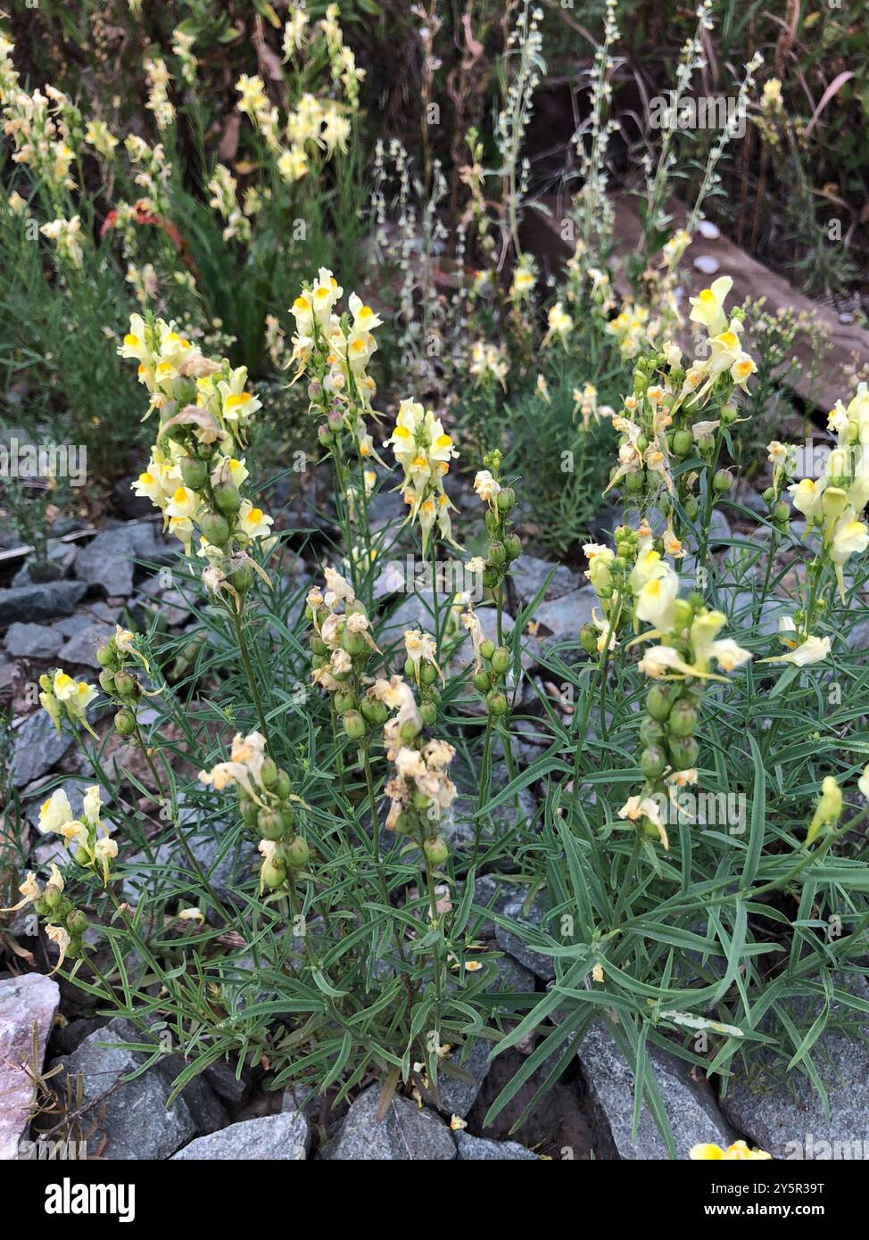Toad Fls common toadflax (Linaria vulgaris) Plantae Stock Photo - Alamy