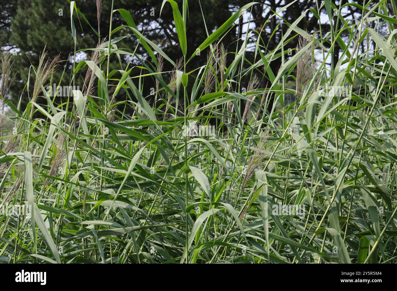 European reed (Phragmites australis australis) Plantae Stock Photo - Alamy