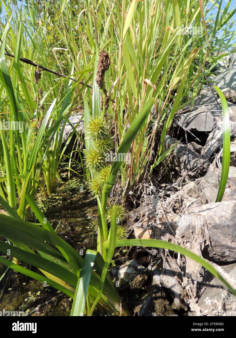 unbranched bur-reed (Sparganium emersum) Plantae Stock Photo