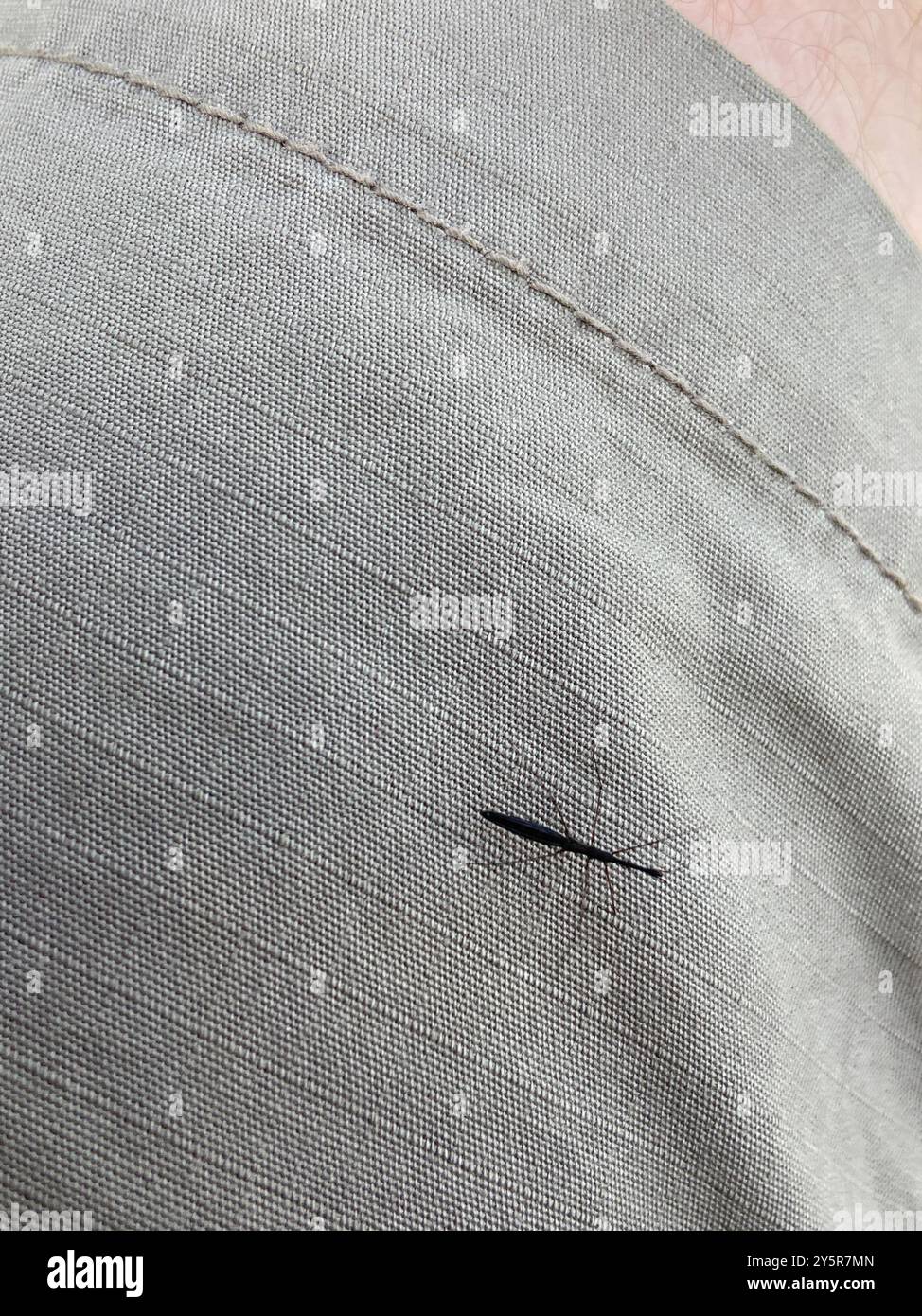 Common Water Measurer (Hydrometra stagnorum) Insecta Stock Photo - Alamy