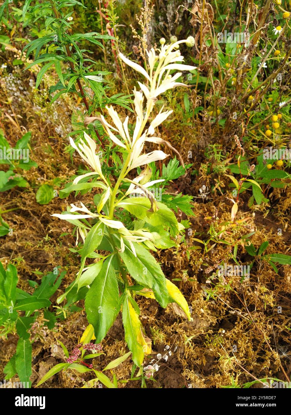 Bacterial Speck (Pseudomonas syringae Stock Photo - Alamy