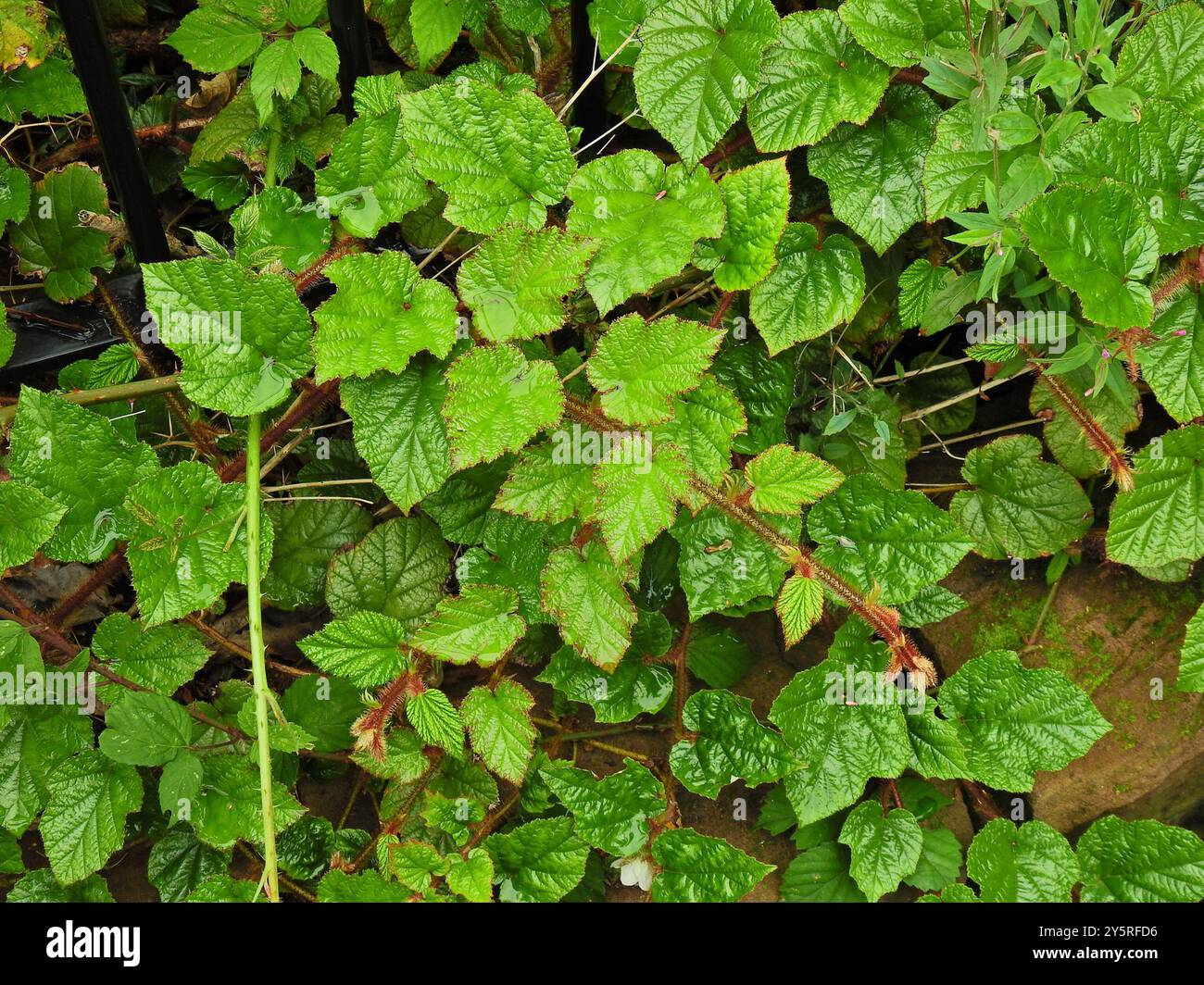 Chinese Bramble (Rubus tricolor) Plantae Stock Photo - Alamy