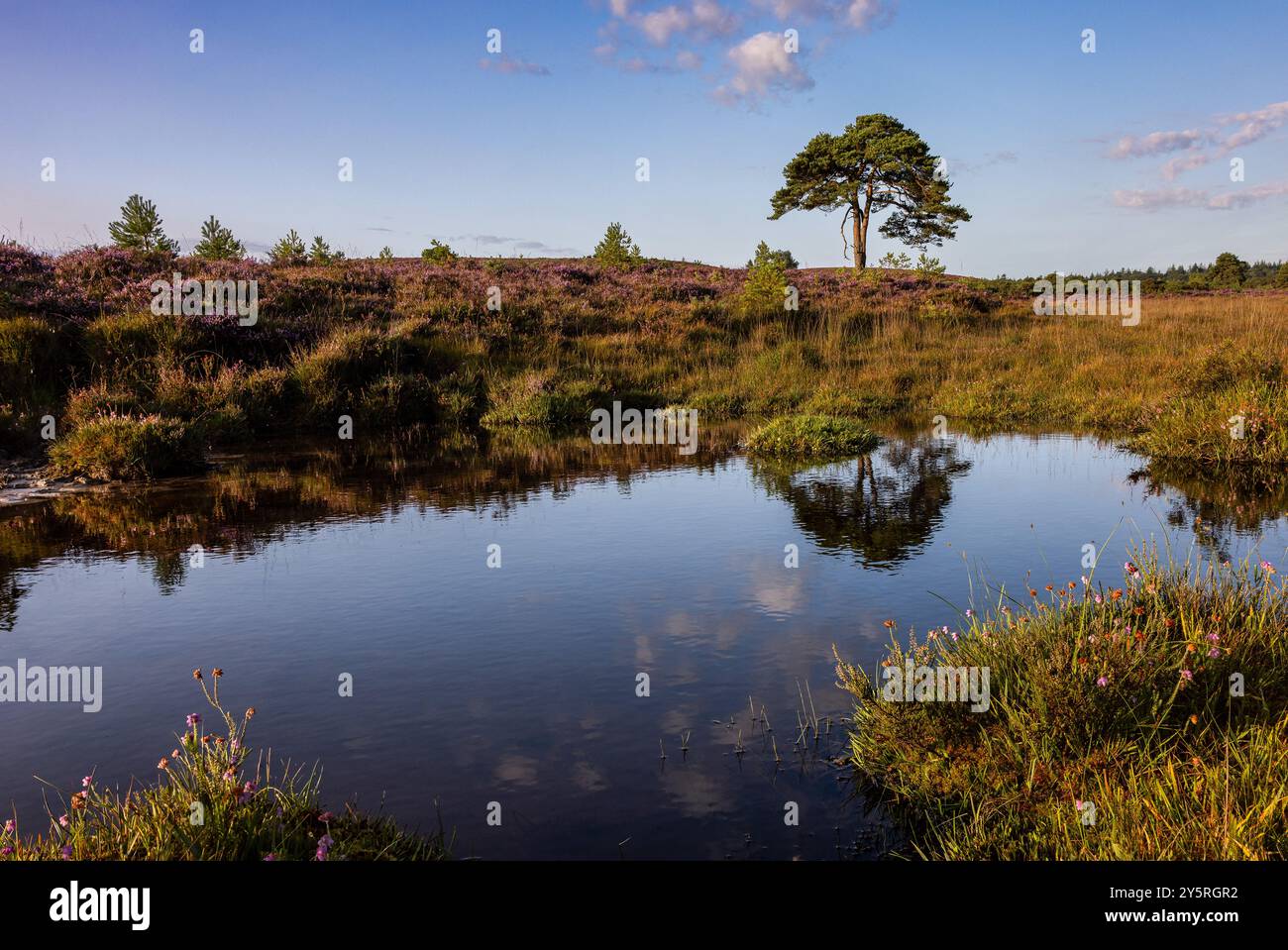 Scenes across new forest hi-res stock photography and images - Alamy