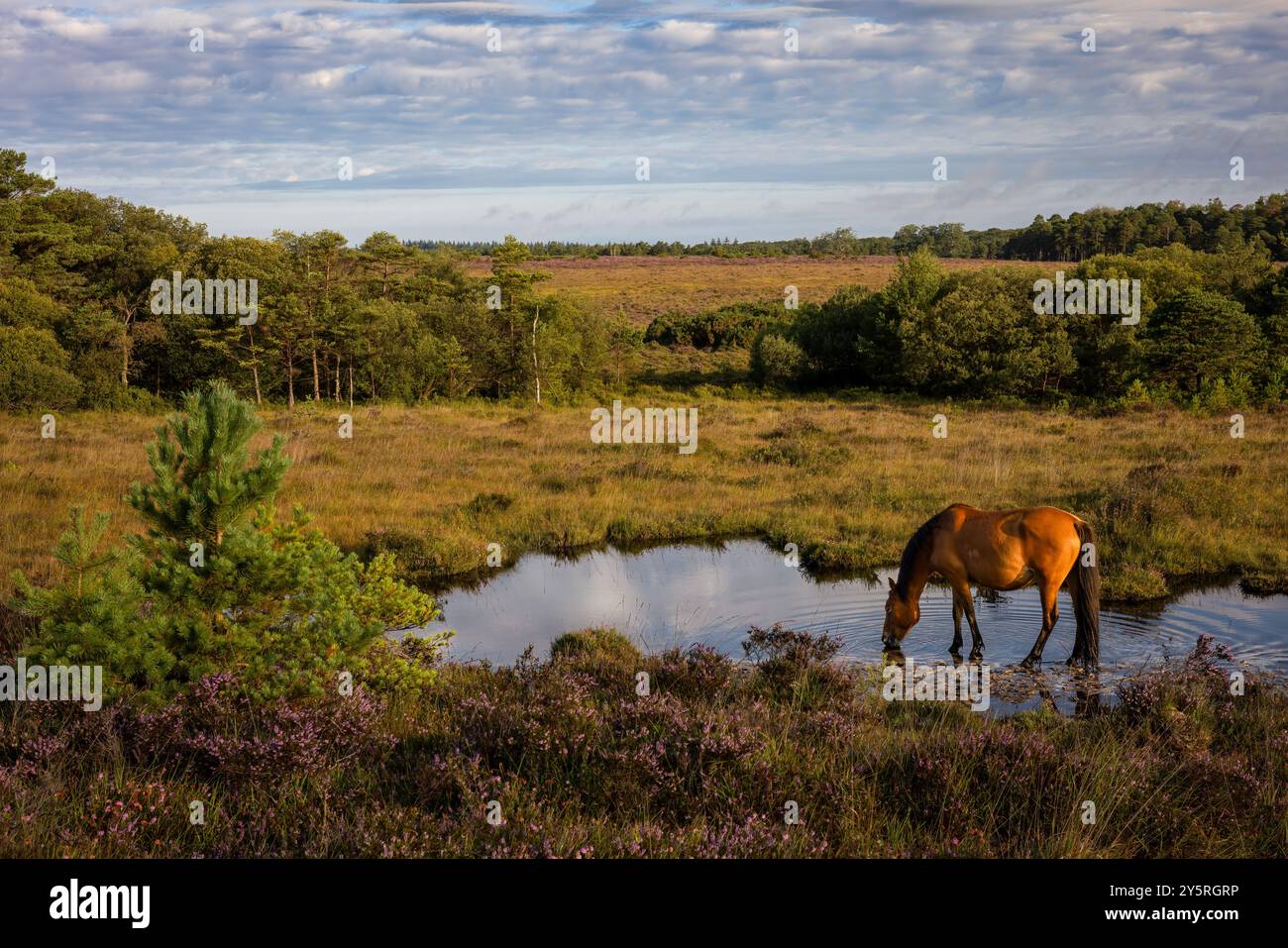 Scenes across new forest hi-res stock photography and images - Alamy