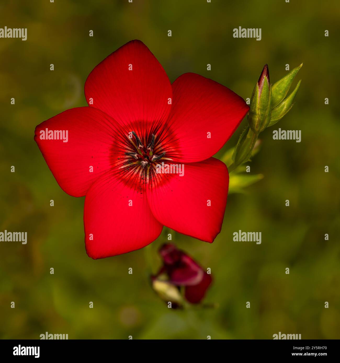 Scarlet flax plant hi-res stock photography and images - Alamy