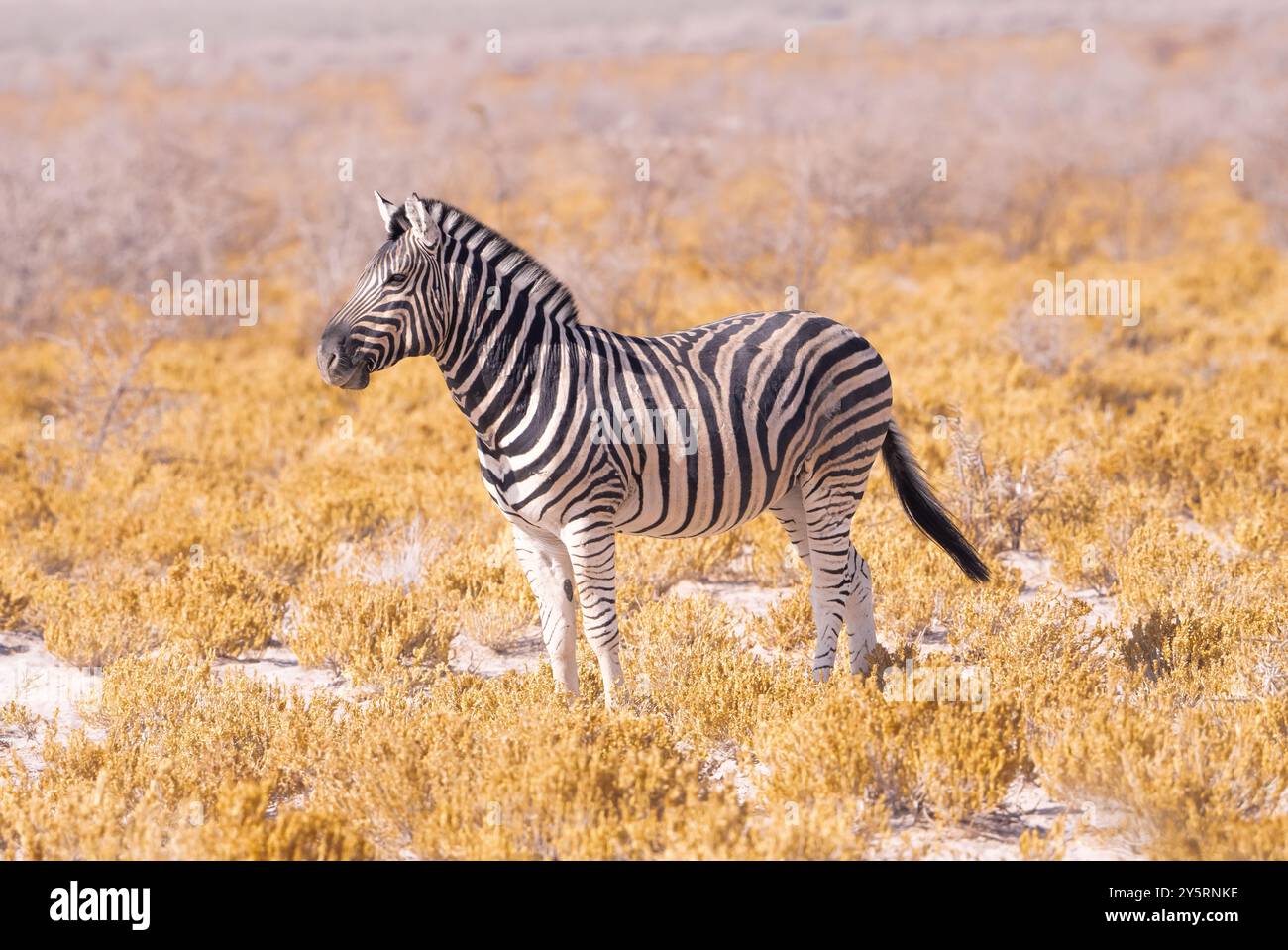 Desert adapted zebra hi-res stock photography and images - Alamy