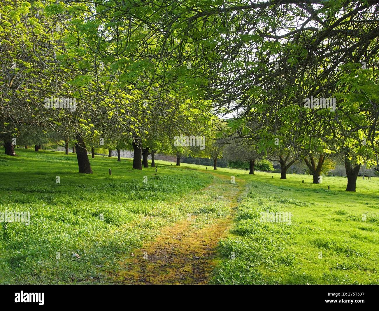 Park trees green hi-res stock photography and images - Alamy