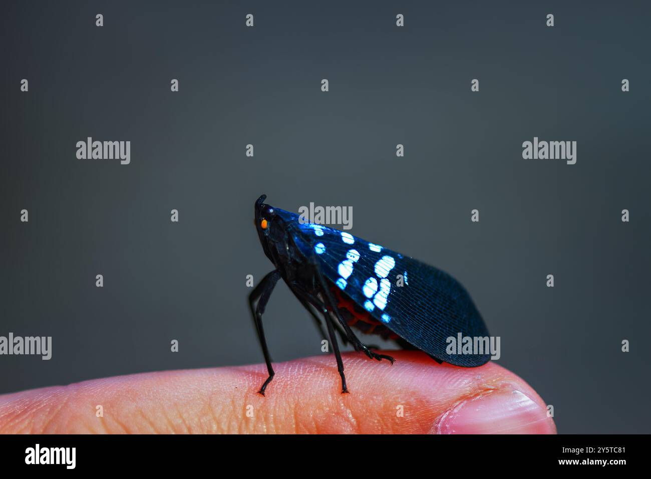 A vibrant Lycorma olivacea, also known as a spotted lanternfly, is perched on a human finger. Its striking black body is adorned with white spots and Stock Photo