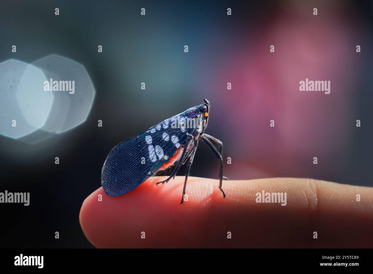 A vibrant Lycorma olivacea, also known as a spotted lanternfly, is perched on a human finger. Its striking black body is adorned with white spots and Stock Photo