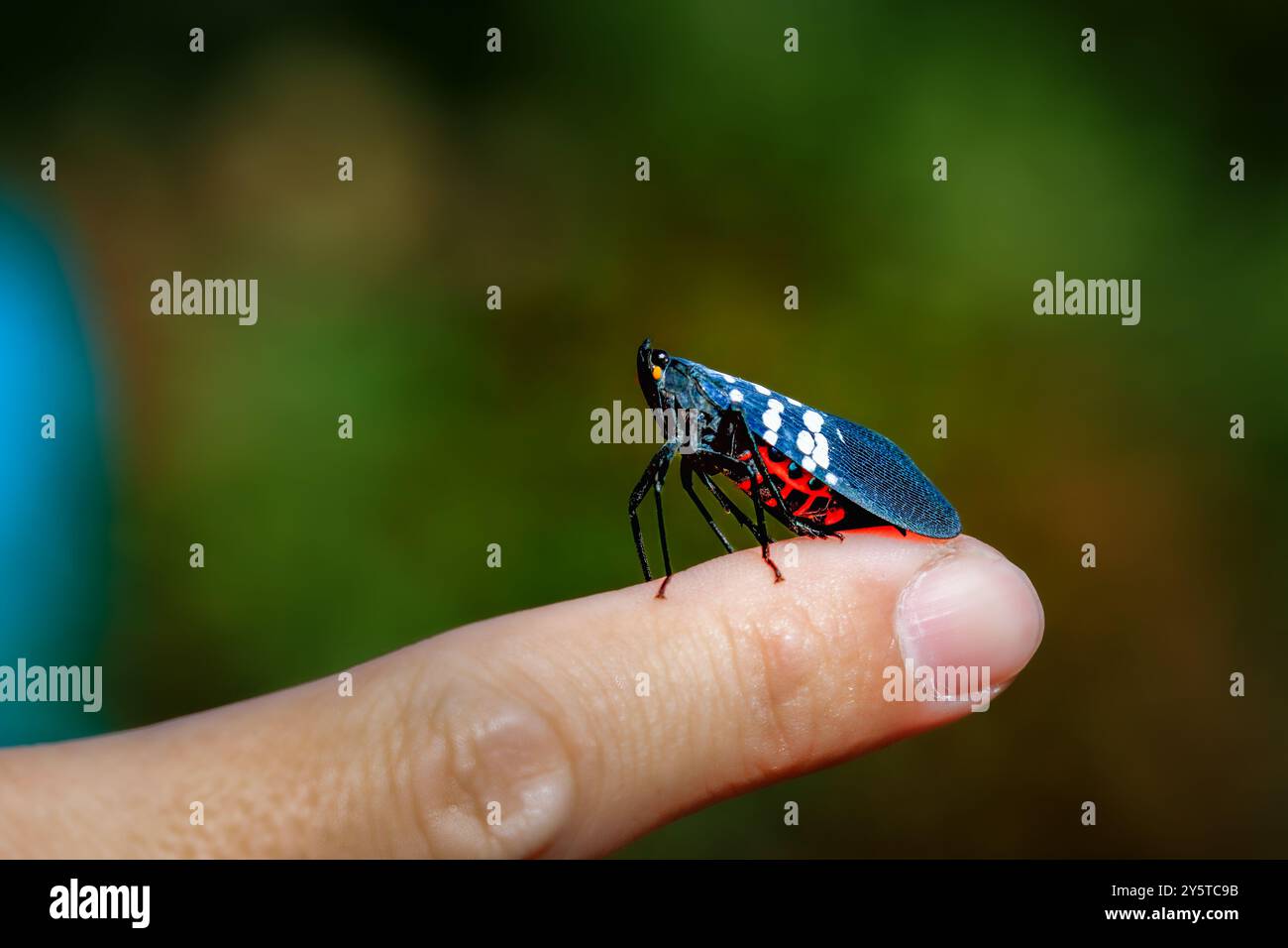 A vibrant Lycorma olivacea, also known as a spotted lanternfly, is perched on a human finger. Its striking black body is adorned with white spots and Stock Photo