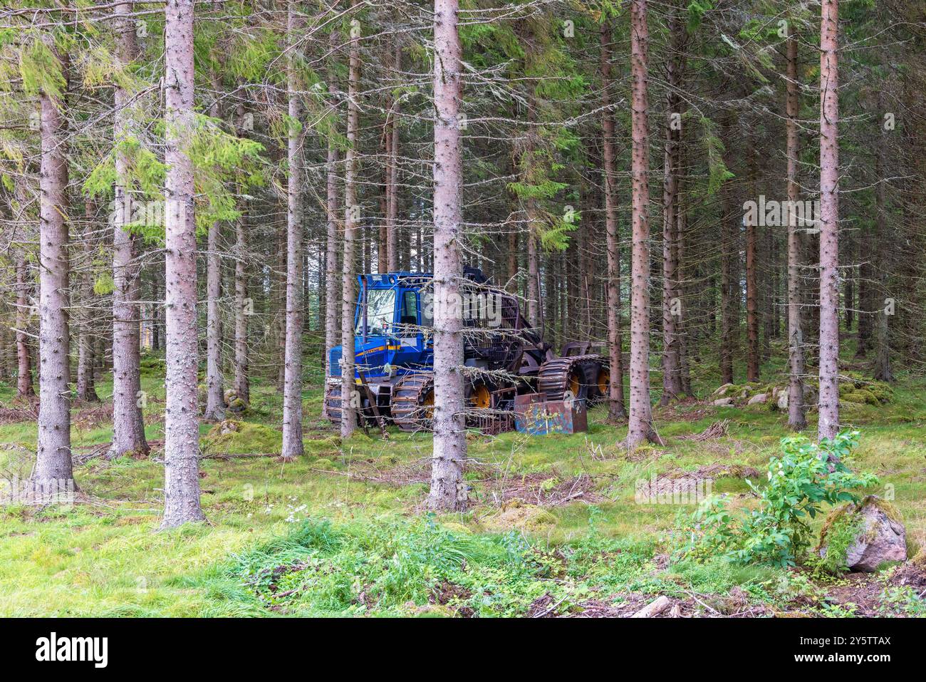 Forwarder in a spruce forest Stock Photo
