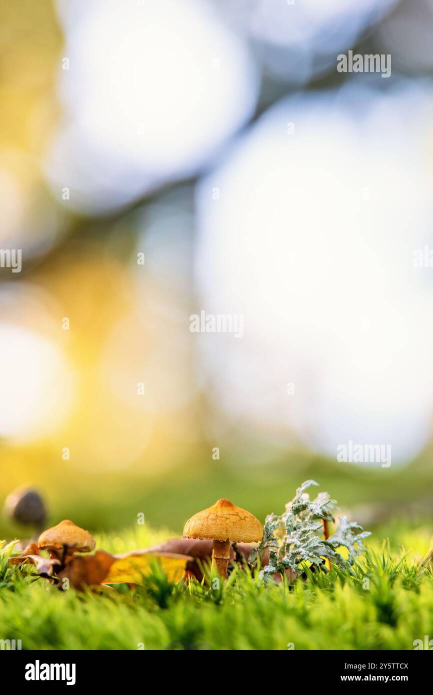 Close up at a  mushroom in green moss Stock Photo