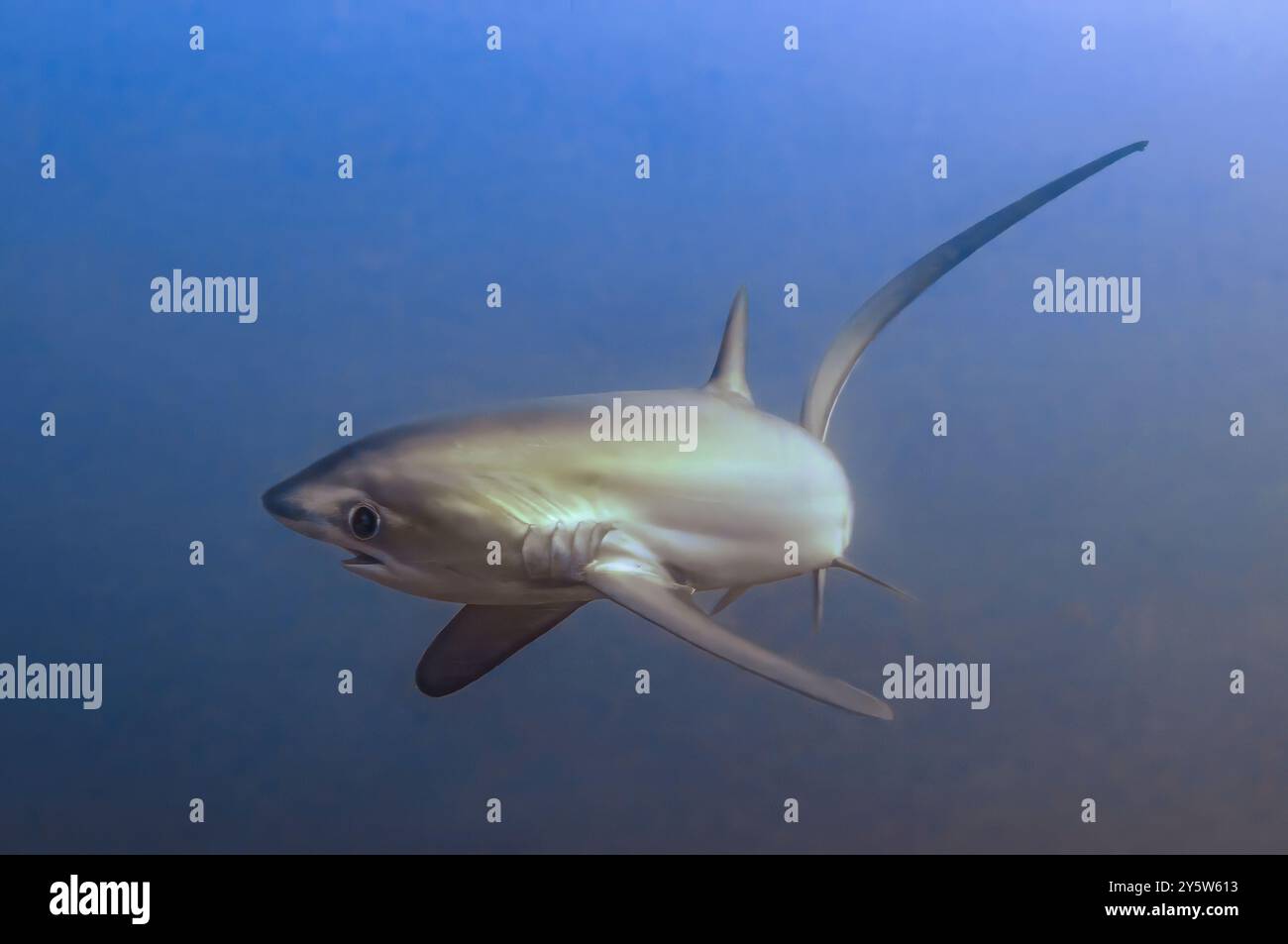 Thresher Shark Alopias Vulpinus Malapascua Philippines Big Eyes And Thresher Shark Alopias Vulpinus Malapascua Philippines Big Eyes And