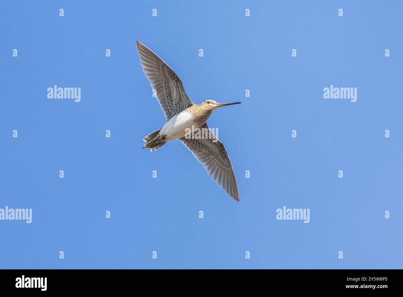 Common Snipe (Gallinago gallinago faeroeensis), adult in flight seen ...