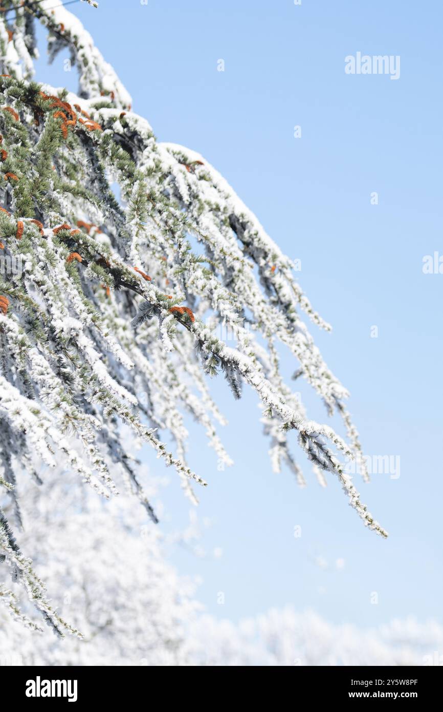 Snow covered trees. Winter forest. Stock Photo