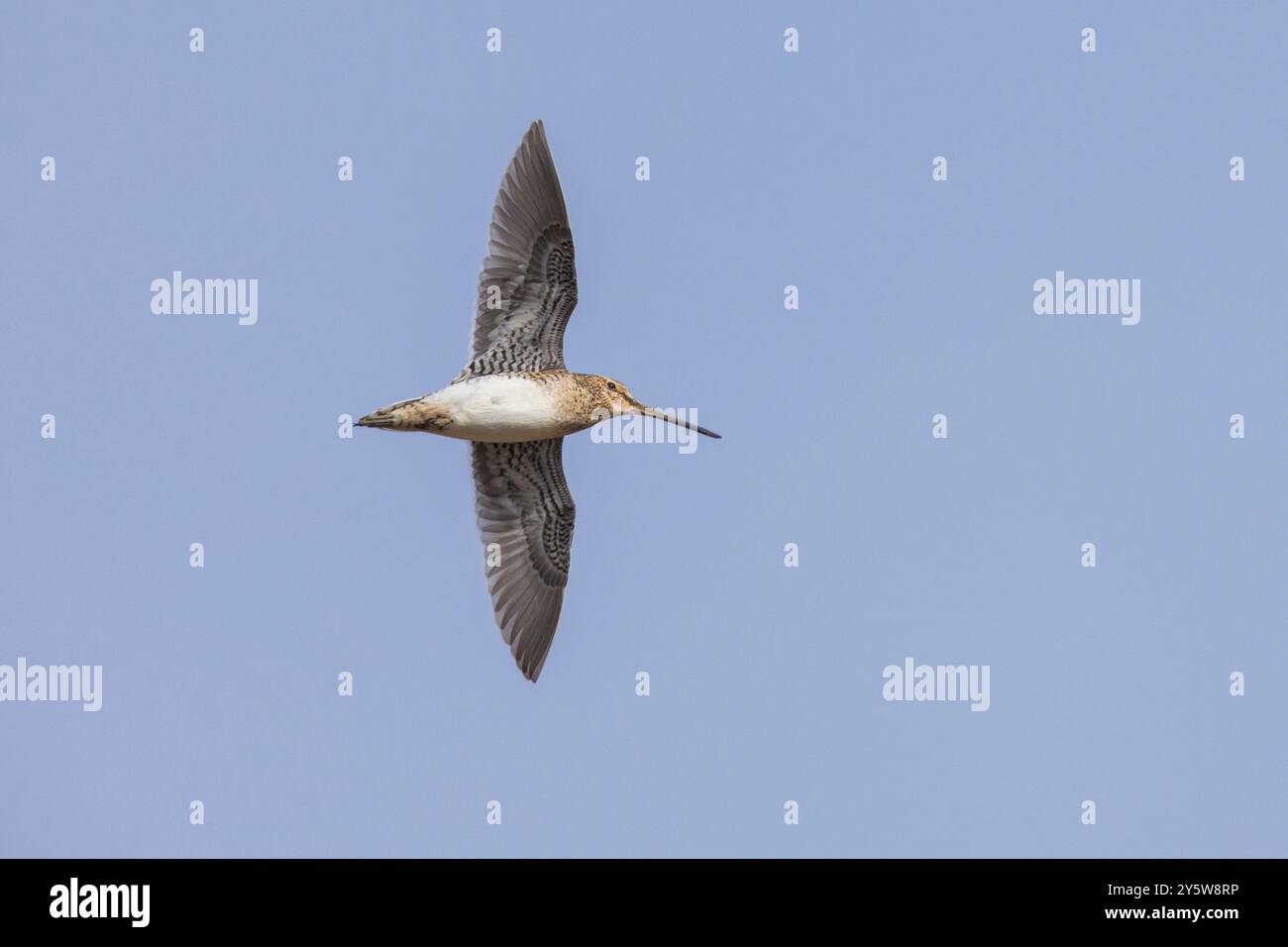 Common Snipe (Gallinago gallinago faeroeensis), adult in flight seen ...