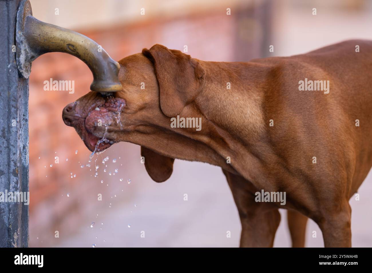 Vizsla hunting dog is drinking water from the well in the street. An old Vizsla also known as Hungarian Vizsla, Magyar Vizsla or Hungarian Pointer dog Stock Photo