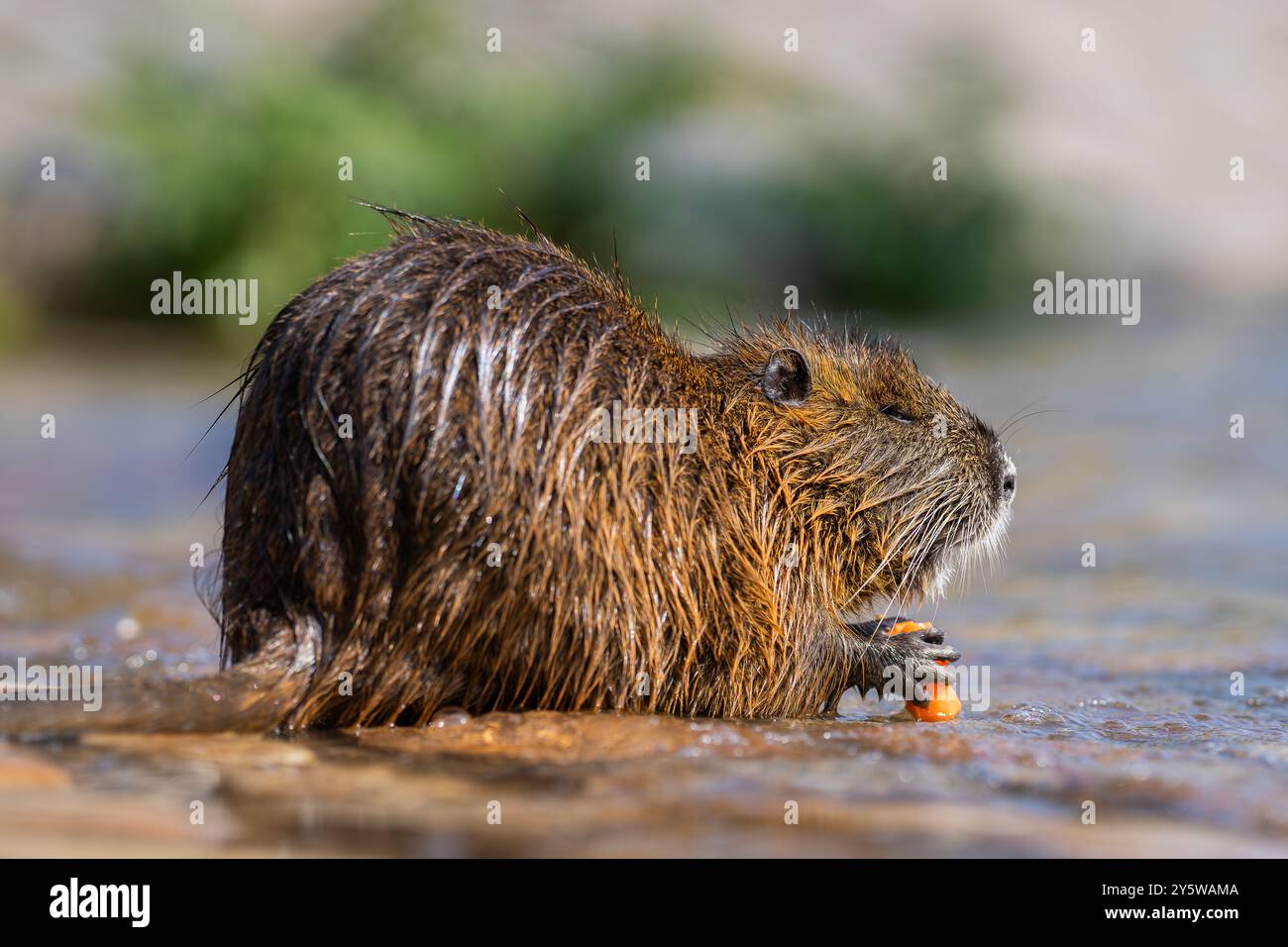 Myocastor coypus or nutria or swamp rat is eating carrot in water ...