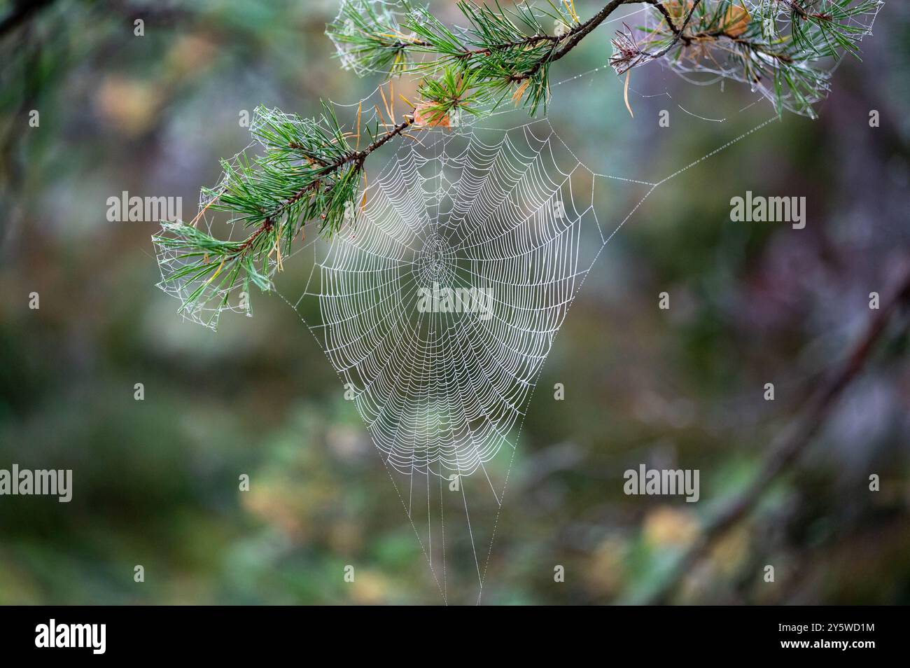dewy spider web hanging from pine branch Stock Photo