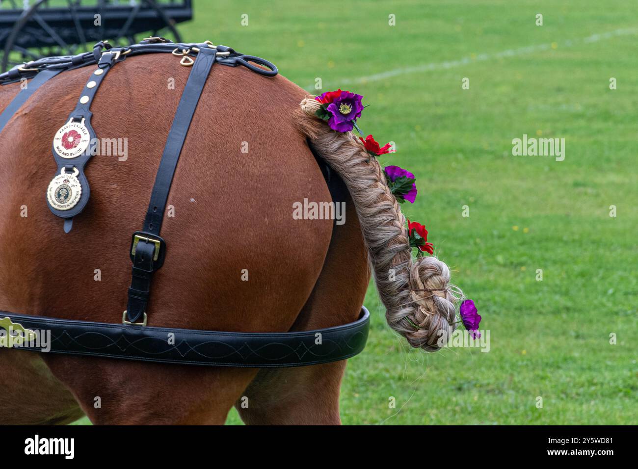 Heavy horse tail decorations close-up at Newbury Show, Berkshire, England, UK. Colourful flowers on horses tail Stock Photo