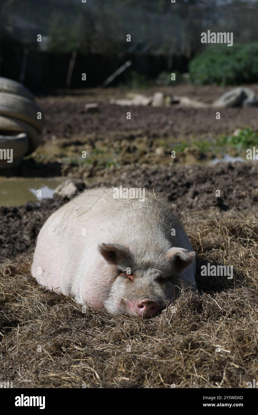 Pigs in the mud Stock Photo