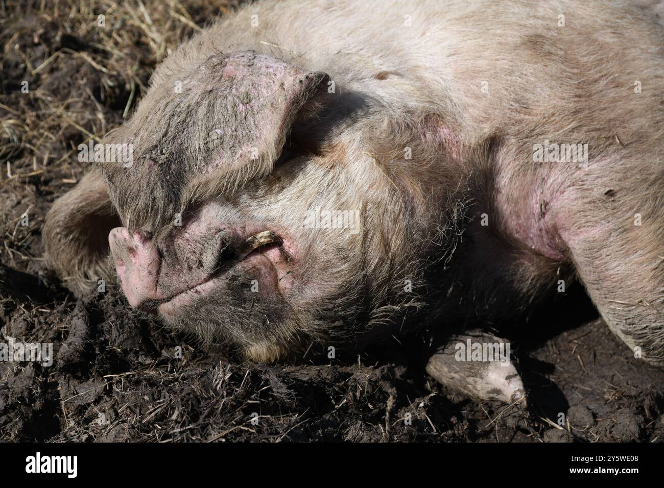 Pigs In The Mud Stock Photo Alamy Pigs in the mud stock photo alamy