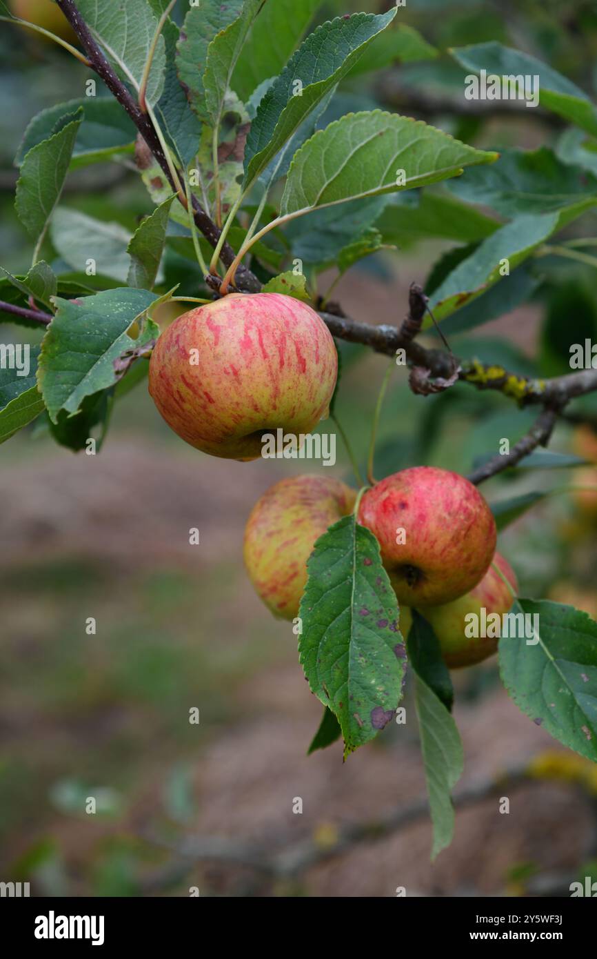 Apple orchard Stock Photo