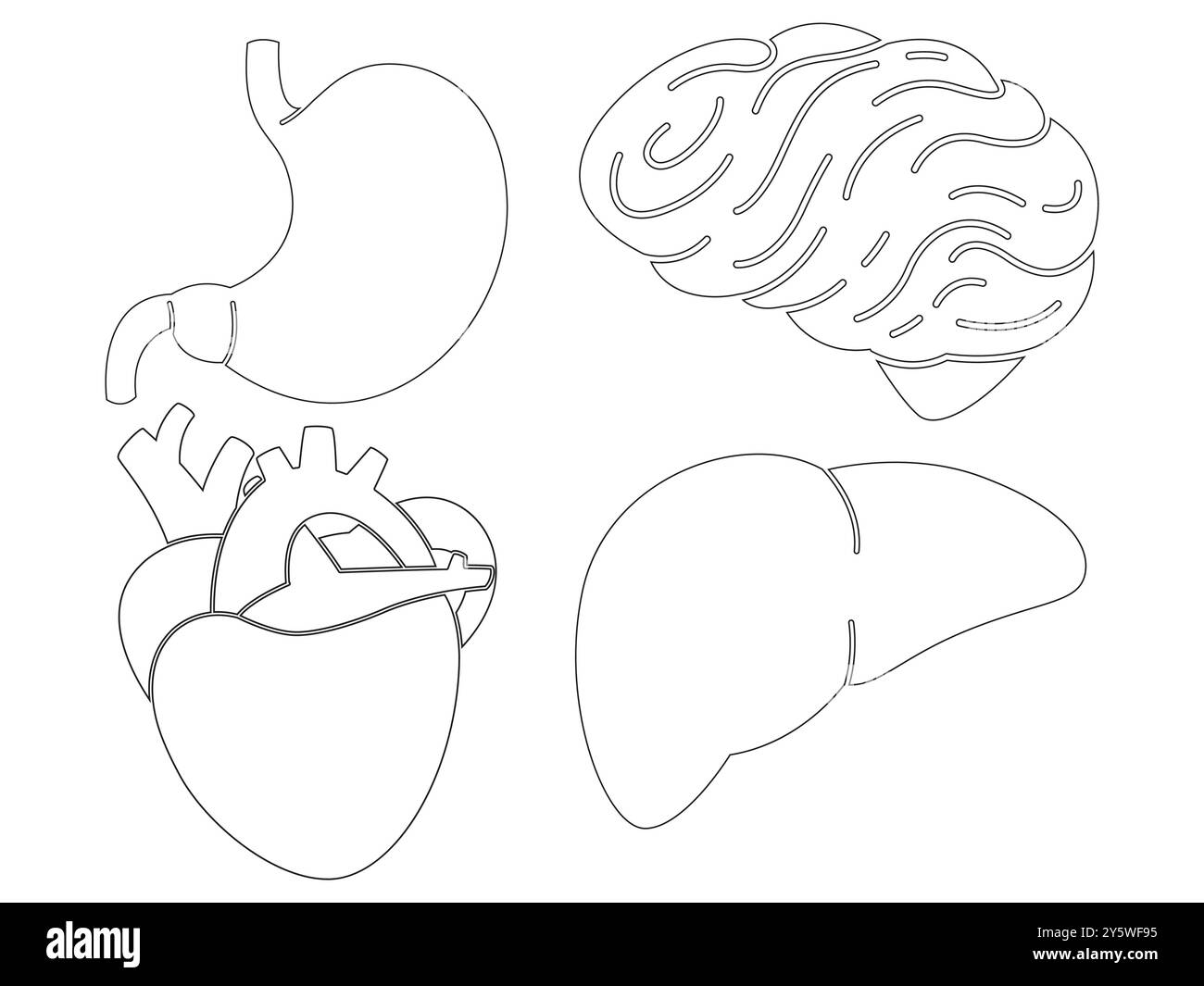 Human internal organs anatomy part heart stomach brain liver science biology education outline design set collection Stock Vector