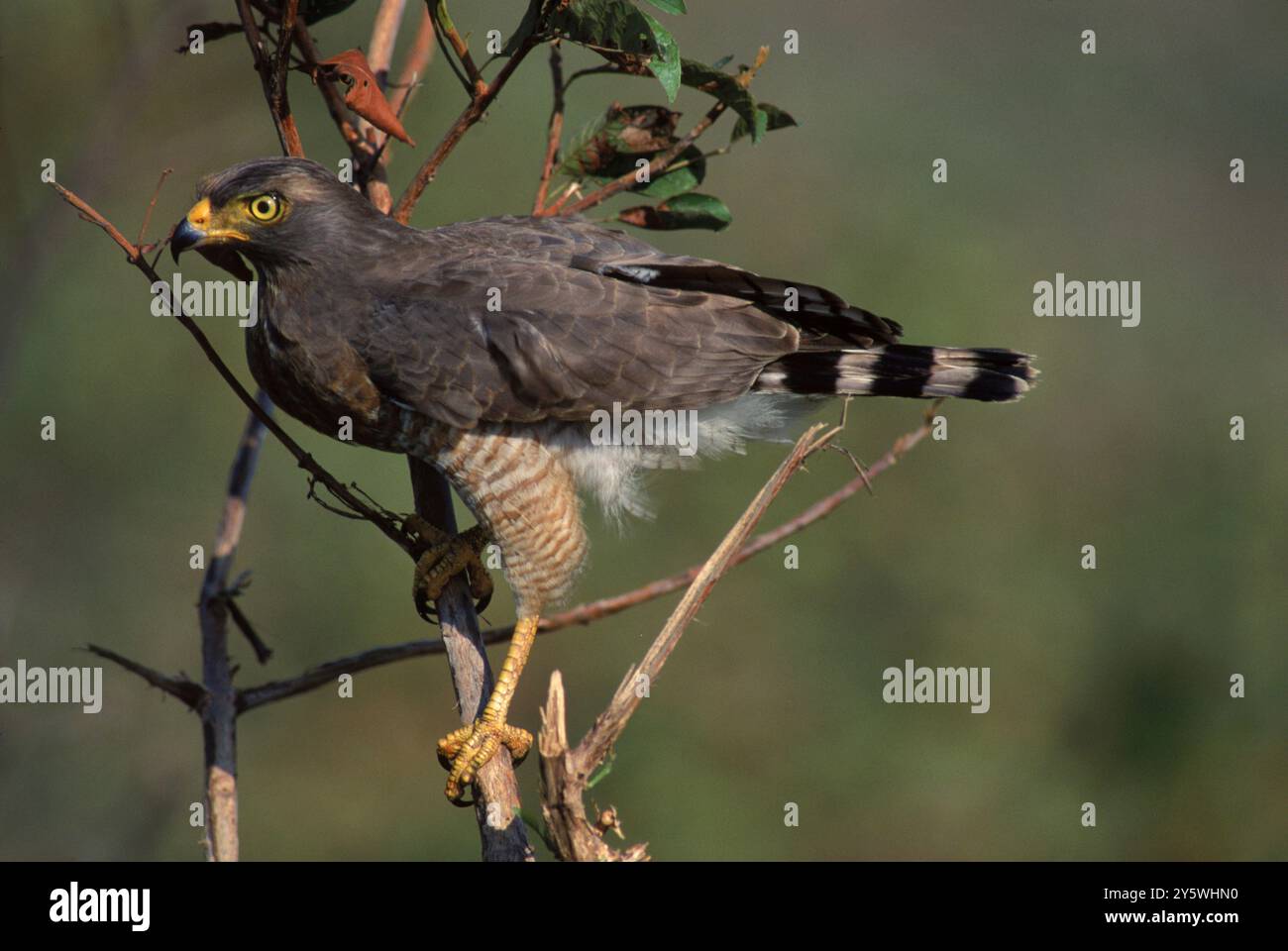 Hawk stands hi-res stock photography and images - Alamy