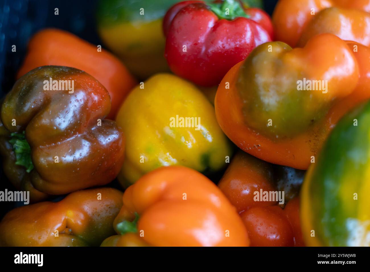A pile of multicolored bell peppers at a farmers market stall Stock ...