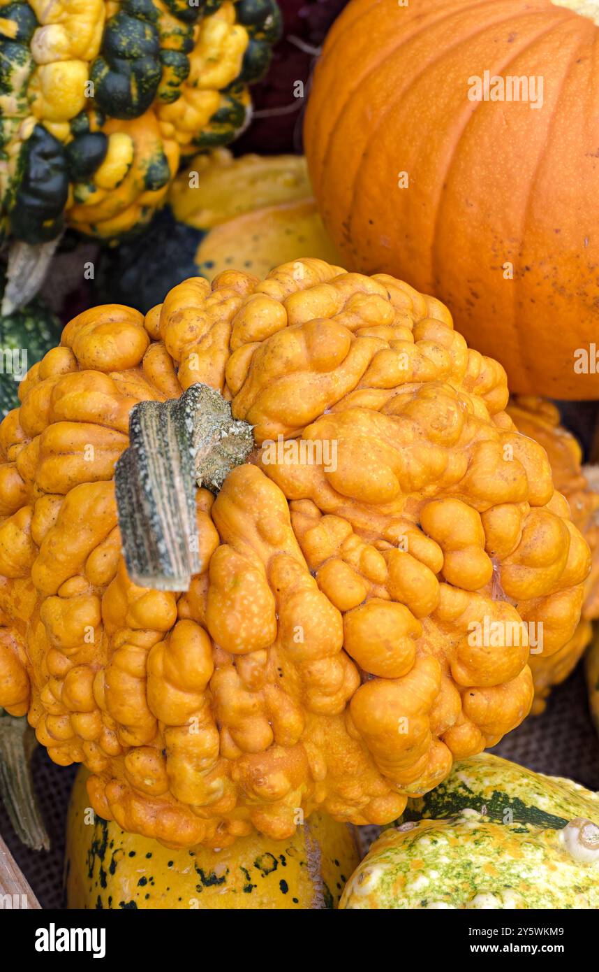 Group vegetables hi-res stock photography and images - Alamy