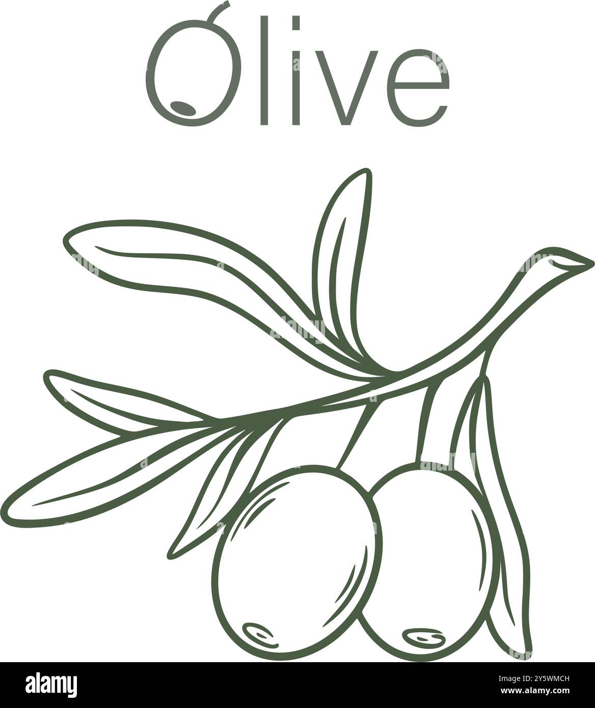 Hand drawn olive branch isolated on white background Stock Vector Image ...
