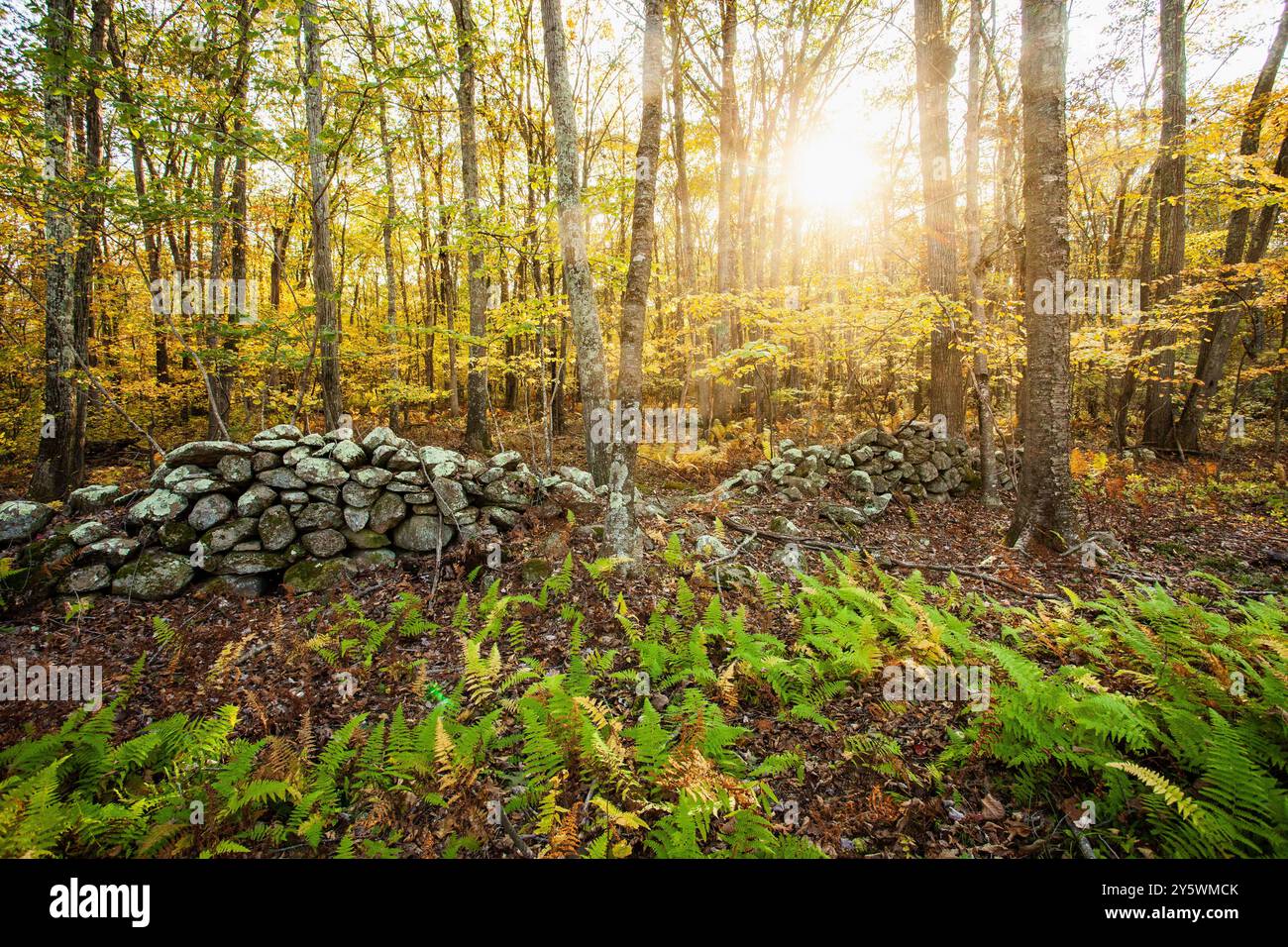 Stone wall new england forest hi-res stock photography and images - Alamy